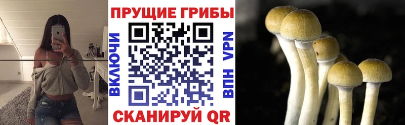 закладка  Артём  Псилоцибиновые грибы мухоморы 
